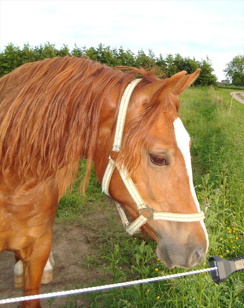 Welsh Cob (sec D) Lesto Ryan billede 7