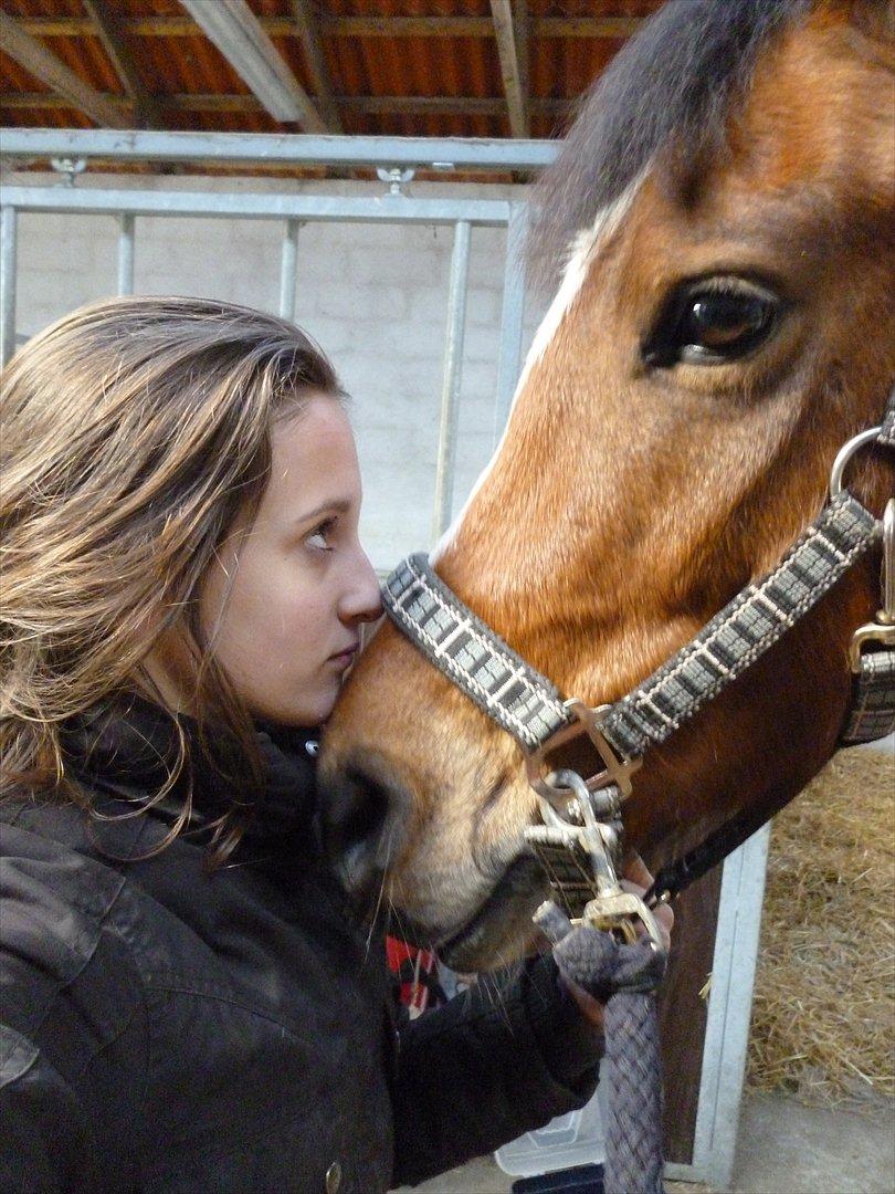 New Forest Alhedens Dianna - Min lille prinsesse♥. billede 4