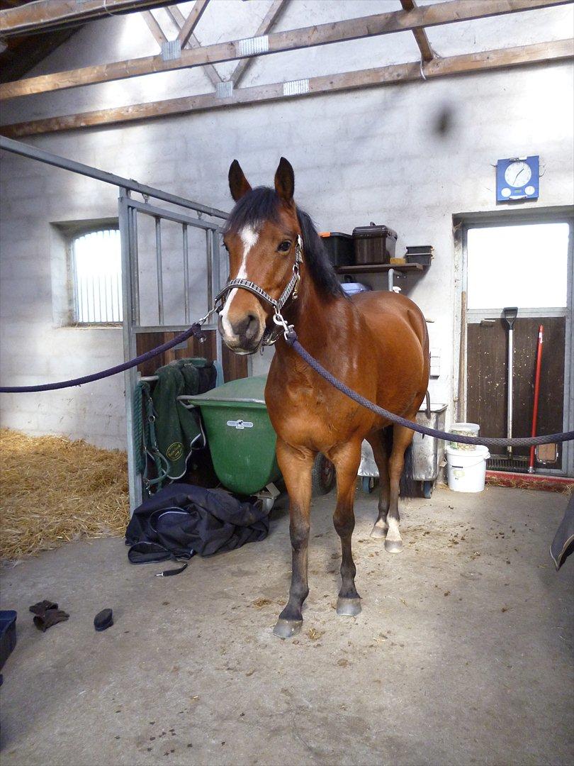 New Forest Alhedens Dianna - Dejlige Dianna er færdig med at ride.. ♥ billede 5