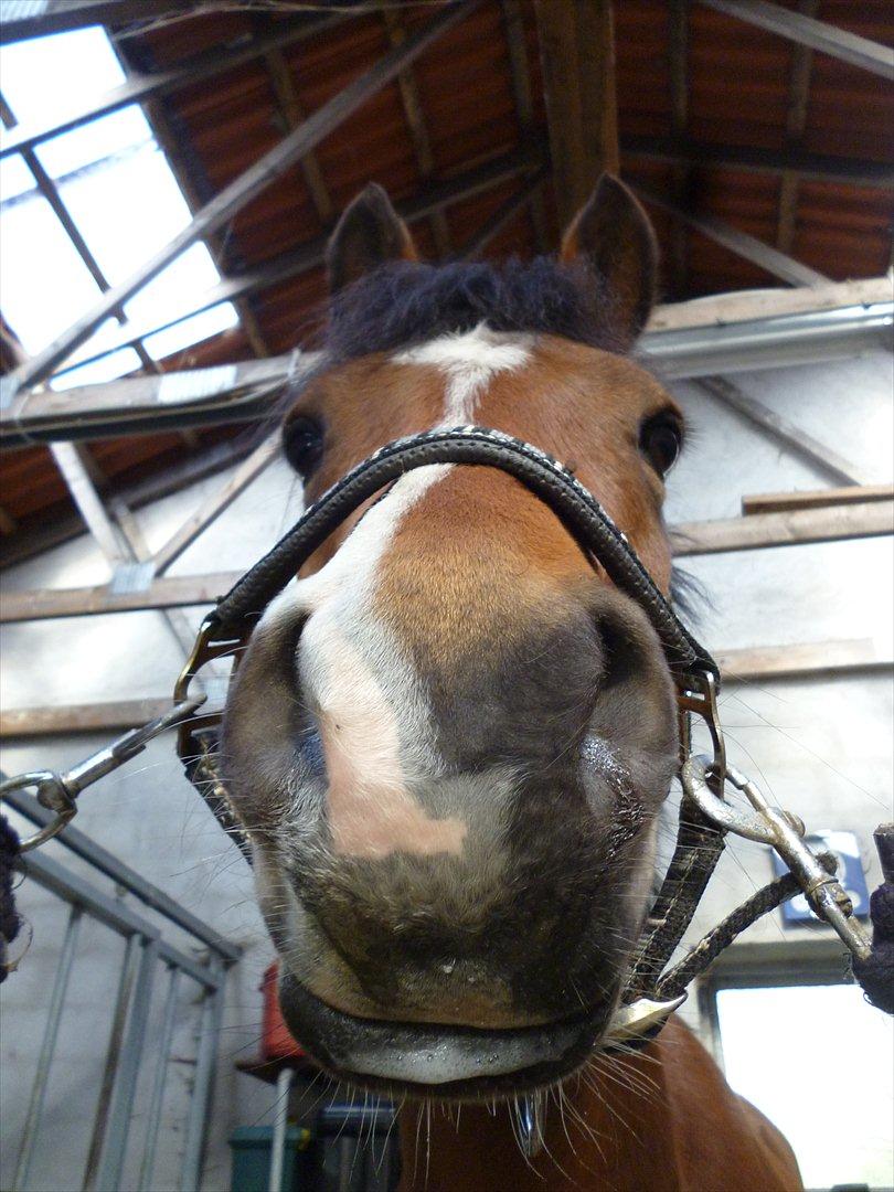 New Forest Alhedens Dianna billede 6