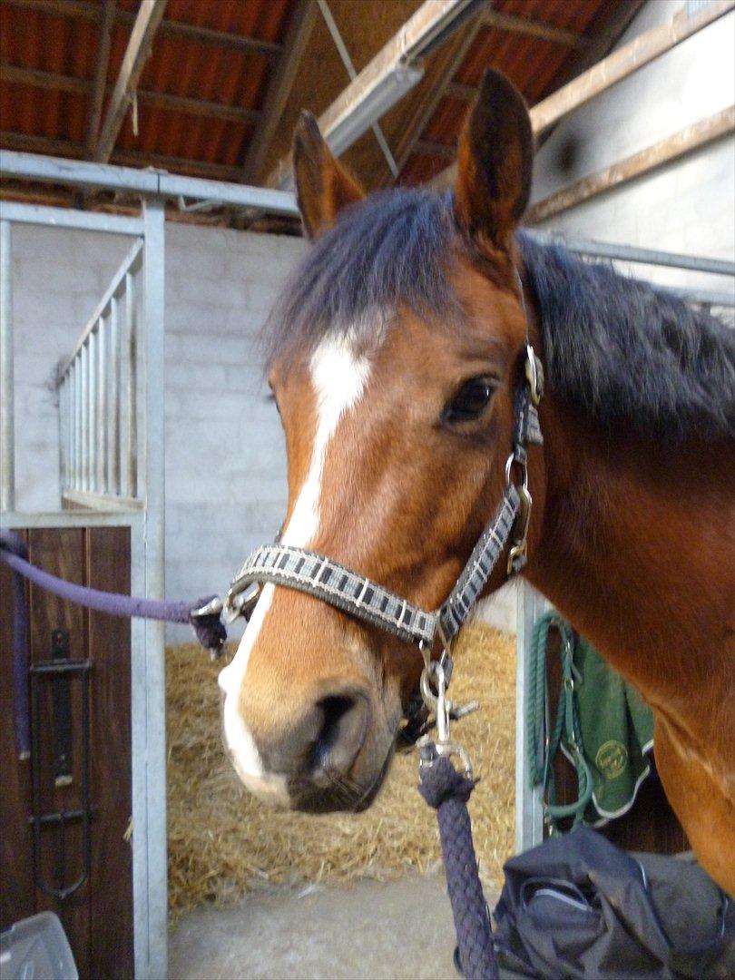 New Forest Alhedens Dianna - Smuk er du.
Du er smuk. billede 7