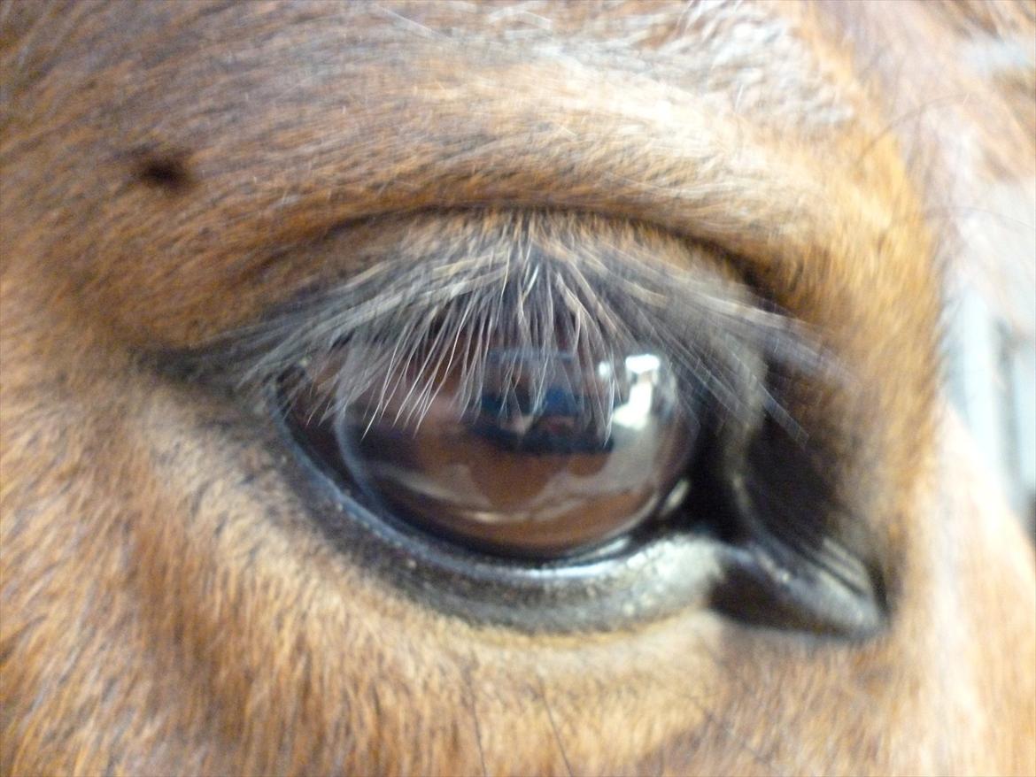 New Forest Alhedens Dianna - Det var det jeg faldte for. Hendes fantastiske øjne. billede 8