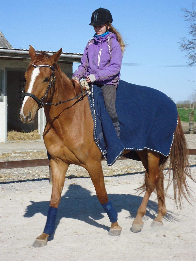 Anden særlig race | Tequila Sunrise «3 | R.I.P 25-06-2012 billede 7