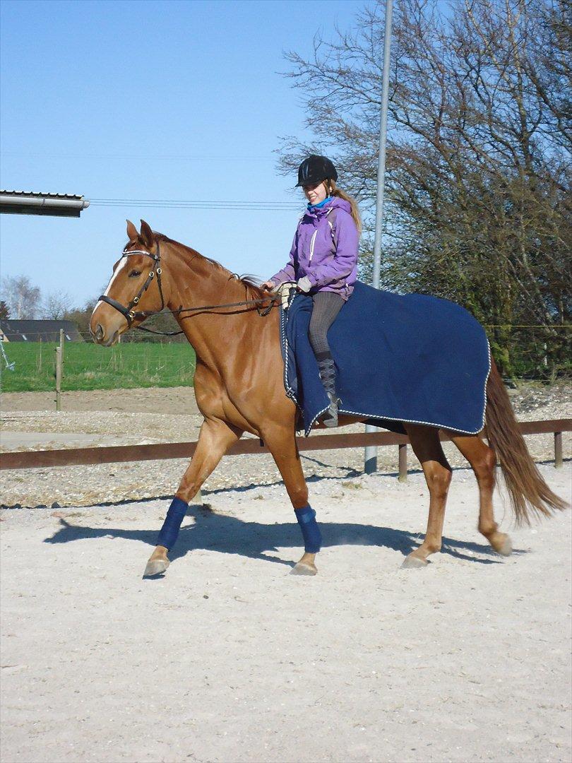 Anden særlig race | Tequila Sunrise «3 | R.I.P 25-06-2012 billede 19