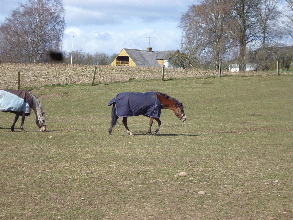 New Forest Alhedens Dianna - Endelig kommet ud på fold! ;) billede 10