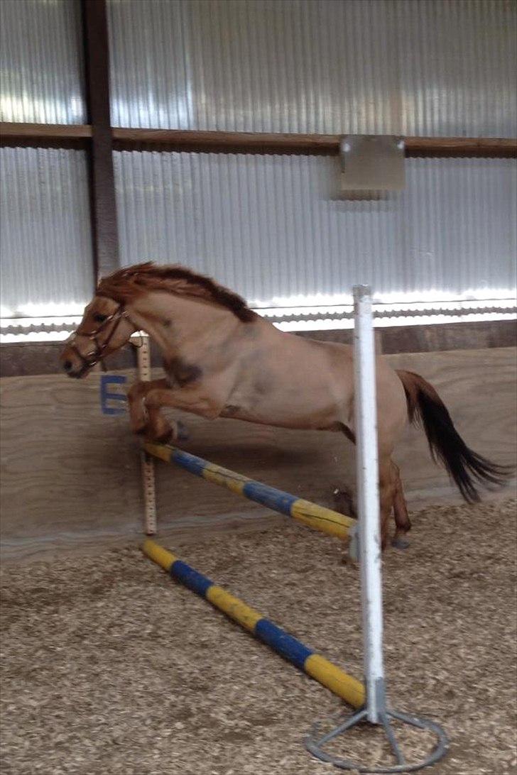 Anden særlig race Lucas <3 - Springer ! :-) Super god dag med ham den skønne Lucas ! ! <3
-80 cm <3 Stooolt <3 billede 15