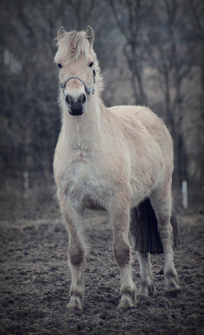 Fjordhest JNT's Silas - 2 år - Vinter 2011 billede 12