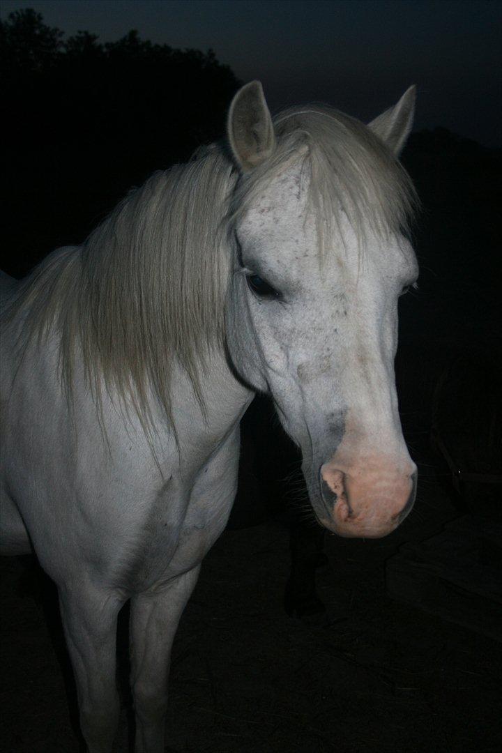 Anden særlig race  Apache  - Just like the clouds, my eyes did the same, when you walked away, every day it rained.. billede 12