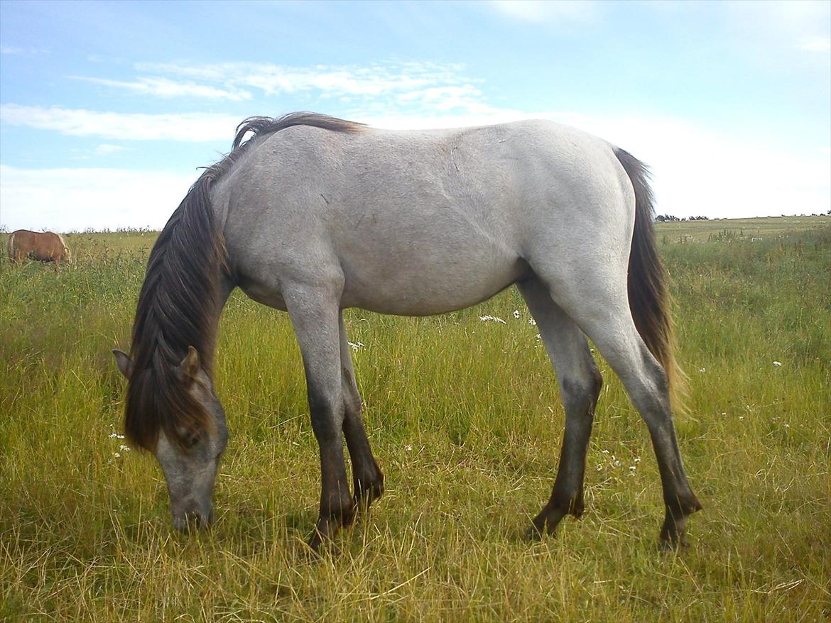 Welsh Pony (sec B) Mirain Talisman (solgt) billede 1