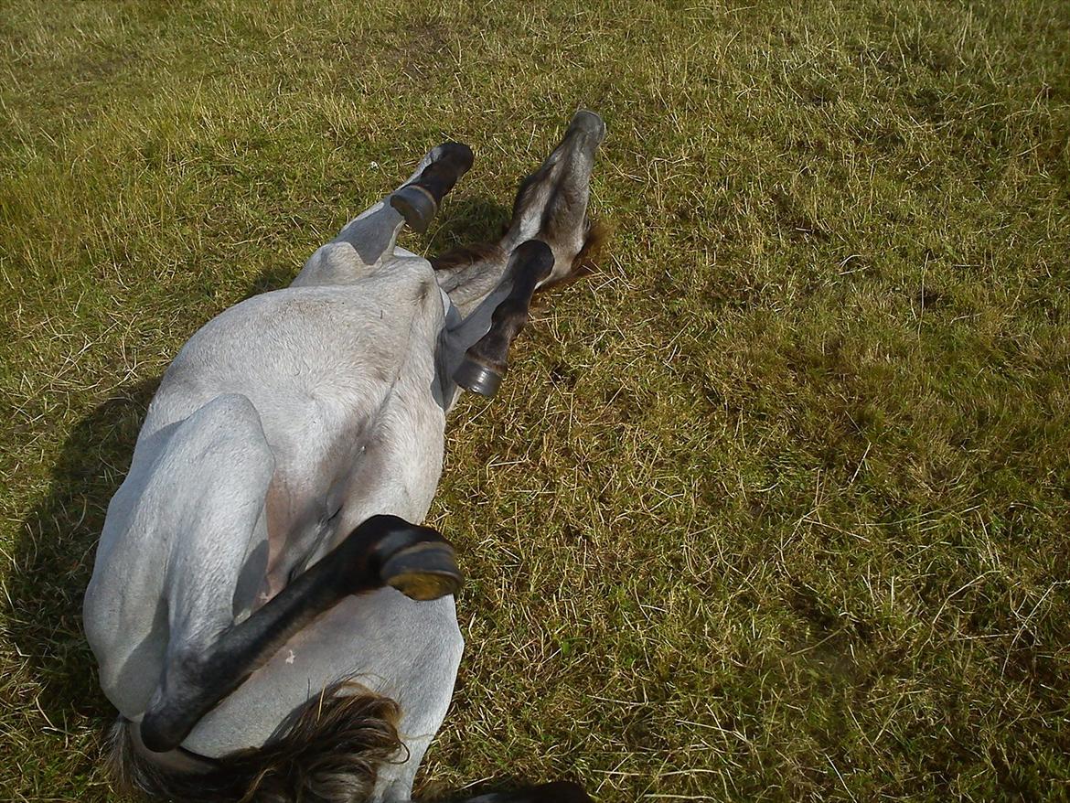 Welsh Pony (sec B) Mirain Talisman (solgt) billede 2