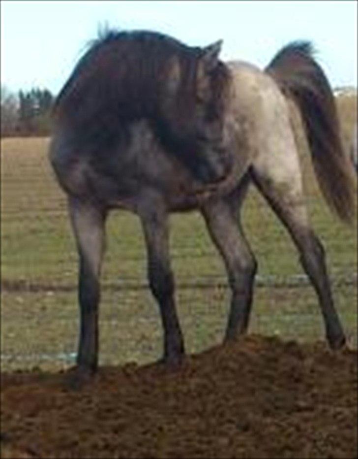 Welsh Pony (sec B) Mirain Talisman (solgt) billede 3