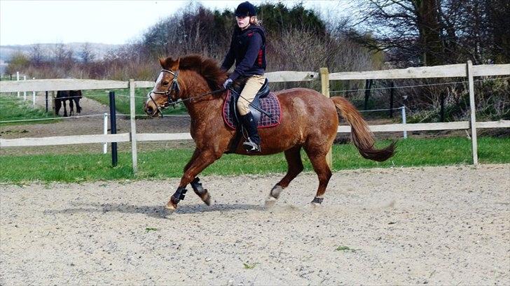 New Forest Molly<3:*. - Mig og Molly der lige rider dressur inden vi springer<3..
Foto: Line Bjørn. billede 5