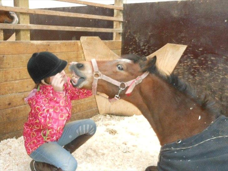 Anden særlig race Laban |*Mit ét og alt<3*| - Laban ligger og smiler på komando<3 billede 19