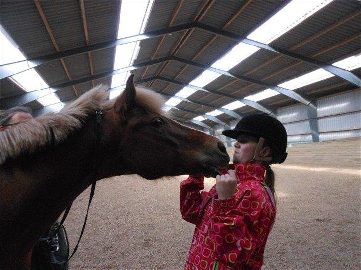 New Forest Pegasus af Bråskovgård<3 - P kysser, var i forberedt. thihi<3 Skønne p<3 2012 billede 5