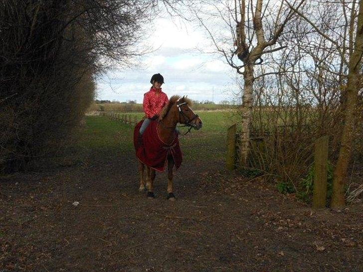 New Forest Pegasus af Bråskovgård<3 - Hejhej ;* Lig gerne en kommentar <3 :D 2012 billede 19