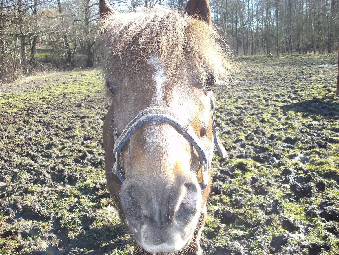 Welsh Pony (sec B) BKR's Sebastian billede 17