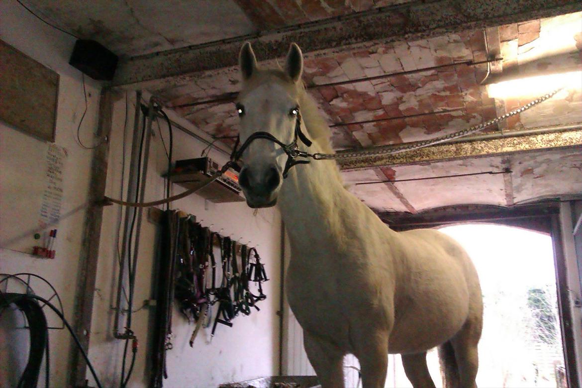 Anden særlig race smilla  billede 1