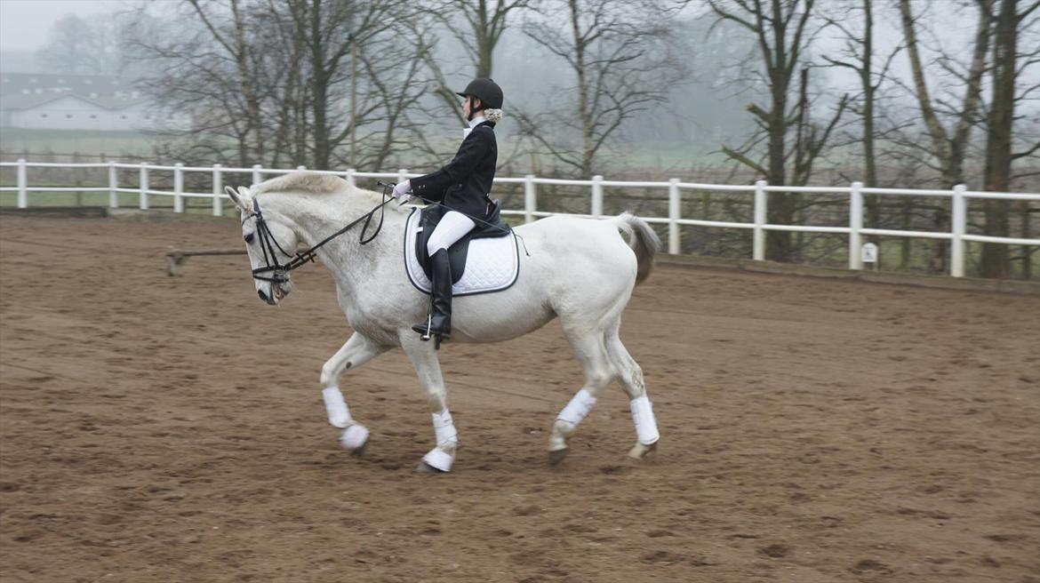 Anden særlig race smilla  billede 2