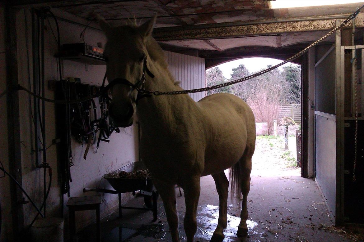 Anden særlig race smilla  billede 3