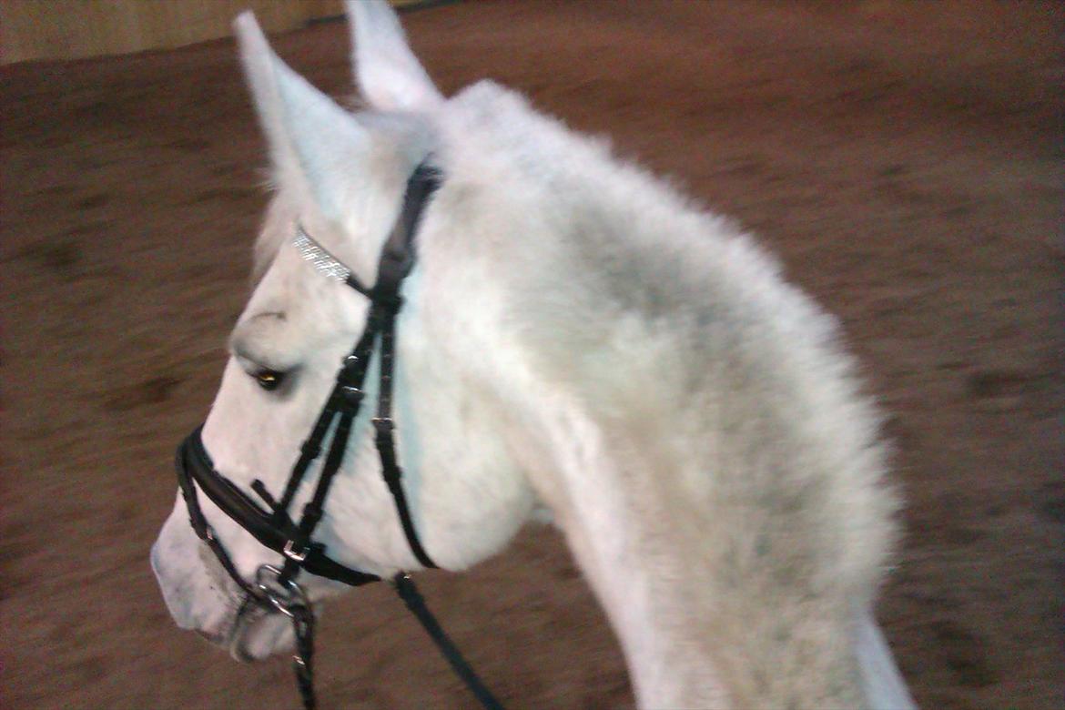 Anden særlig race smilla  billede 4