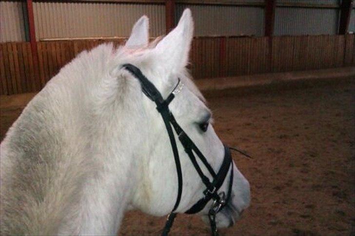 Anden særlig race smilla  billede 5