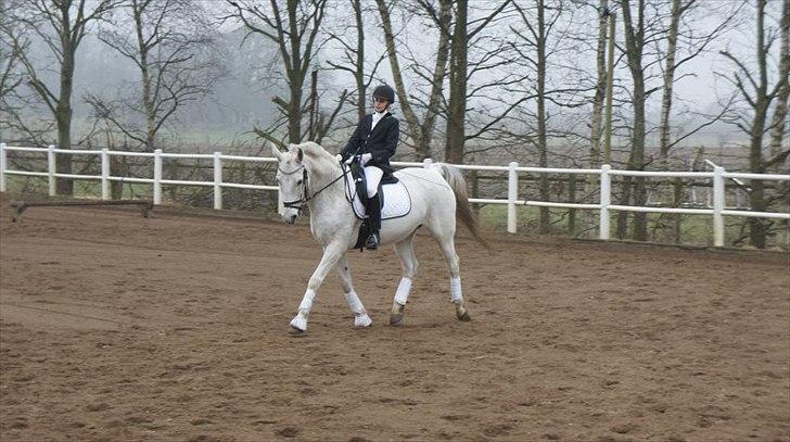 Anden særlig race smilla  billede 6