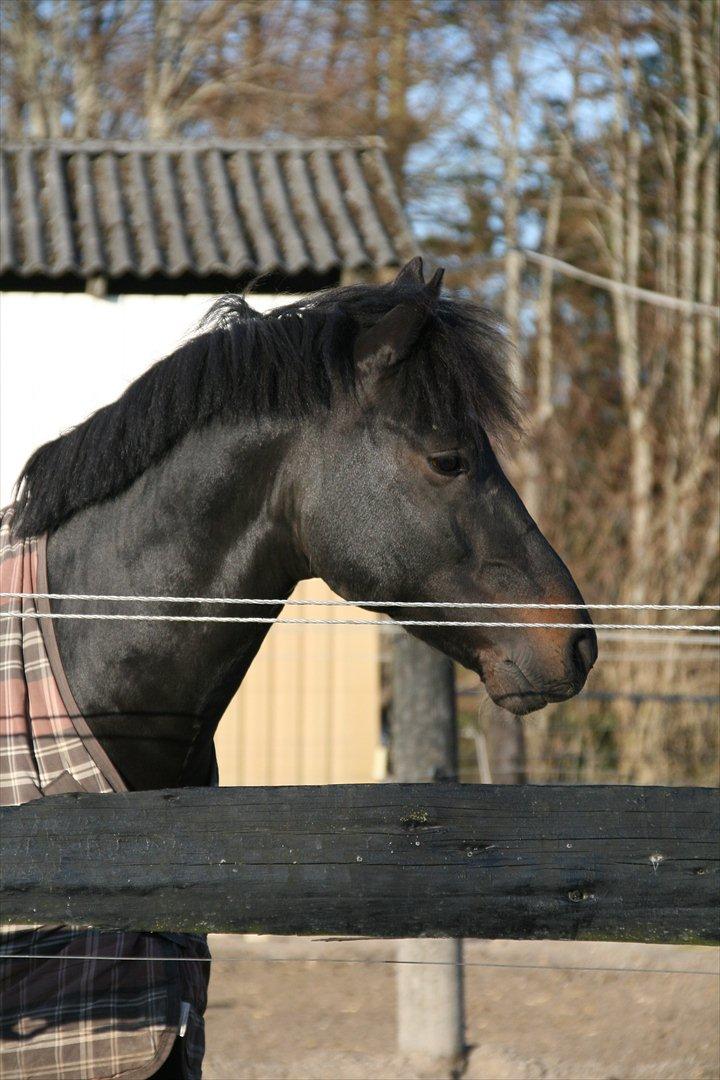 New Forest Vestergaards Zeus ALVS HINGST - Hotte Lotten på fold. billede 18