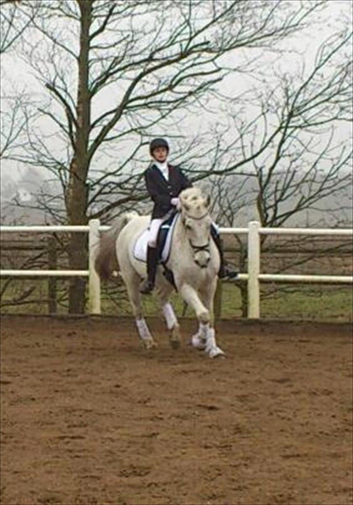 Anden særlig race smilla  billede 7