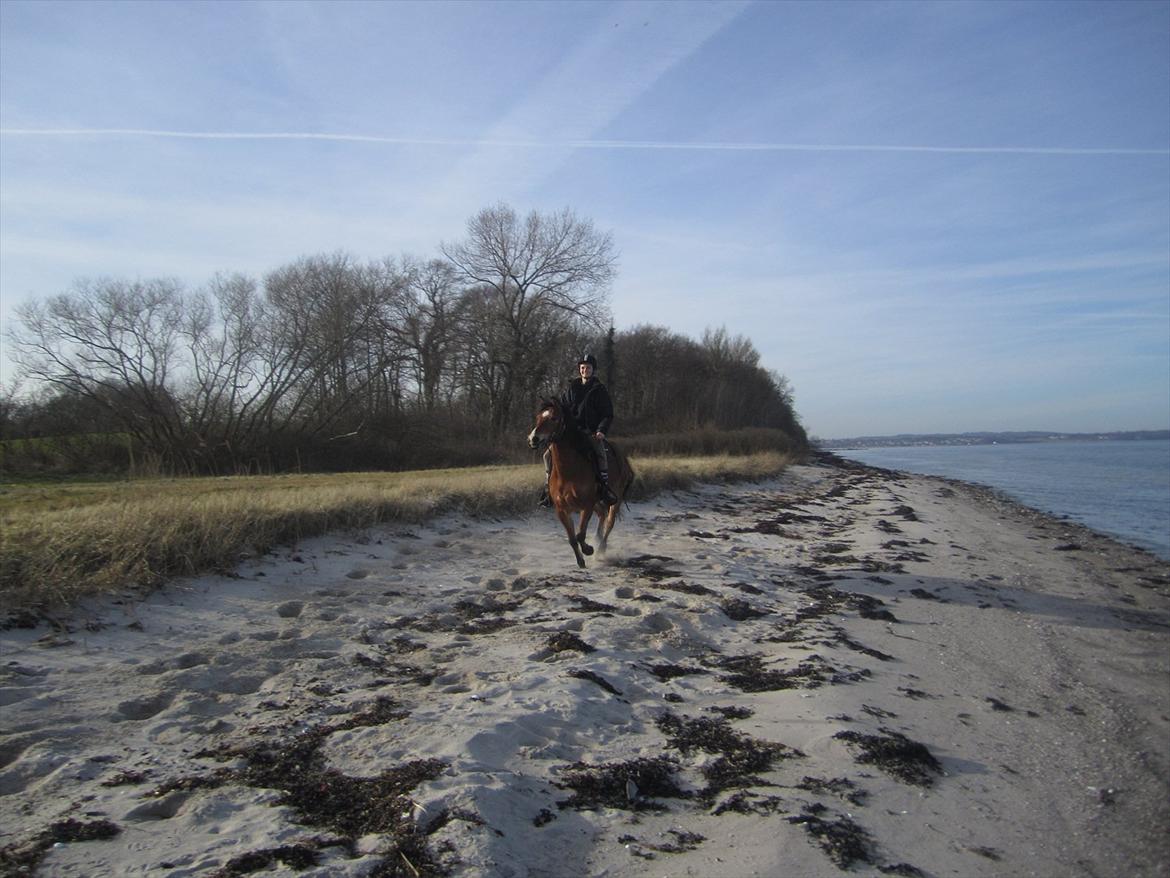 Anden særlig race Juncker. billede 4