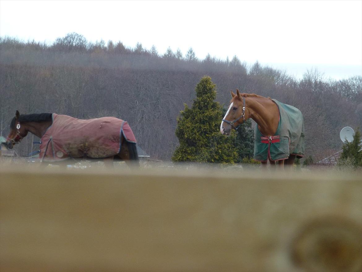 Dansk Varmblod Jack - jack på fold... billede 16