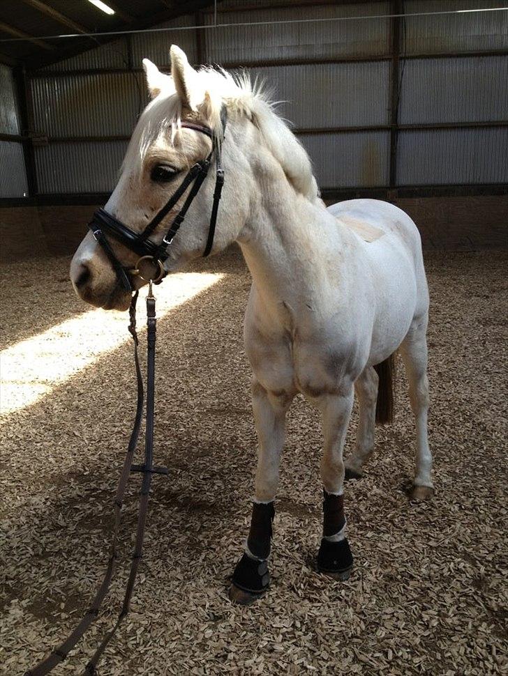 Anden særlig race WILD SECRET. BLINKENDE STJERNE - 10/04-2012 billede 13