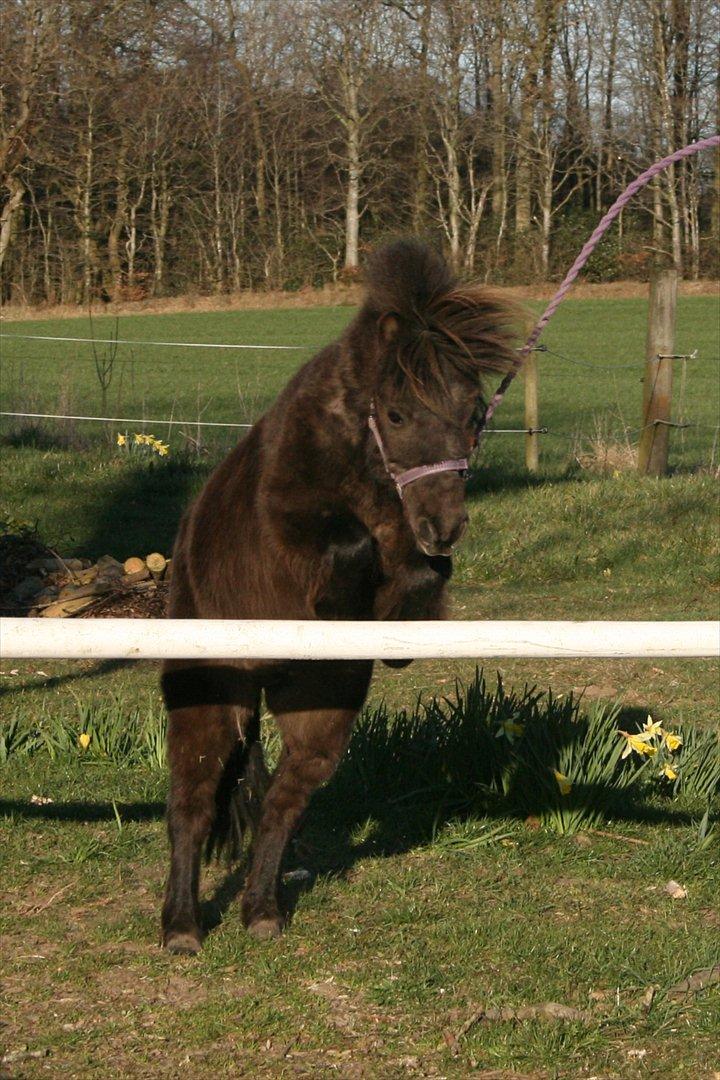 Dansk Miniature Allerupnords Queen billede 11