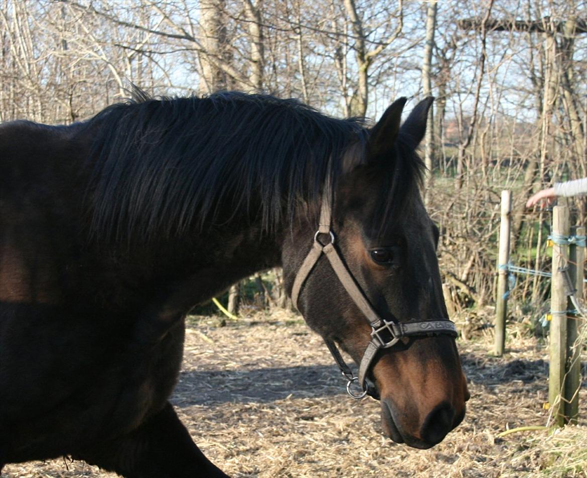 Anden særlig race Skovfodegs Fandango! - Dejlige dreng<33! billede 11