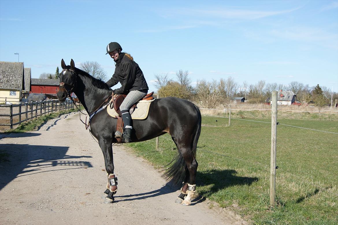 Dansk Varmblod Ajour <3 *Passer :D - <3 billede 16