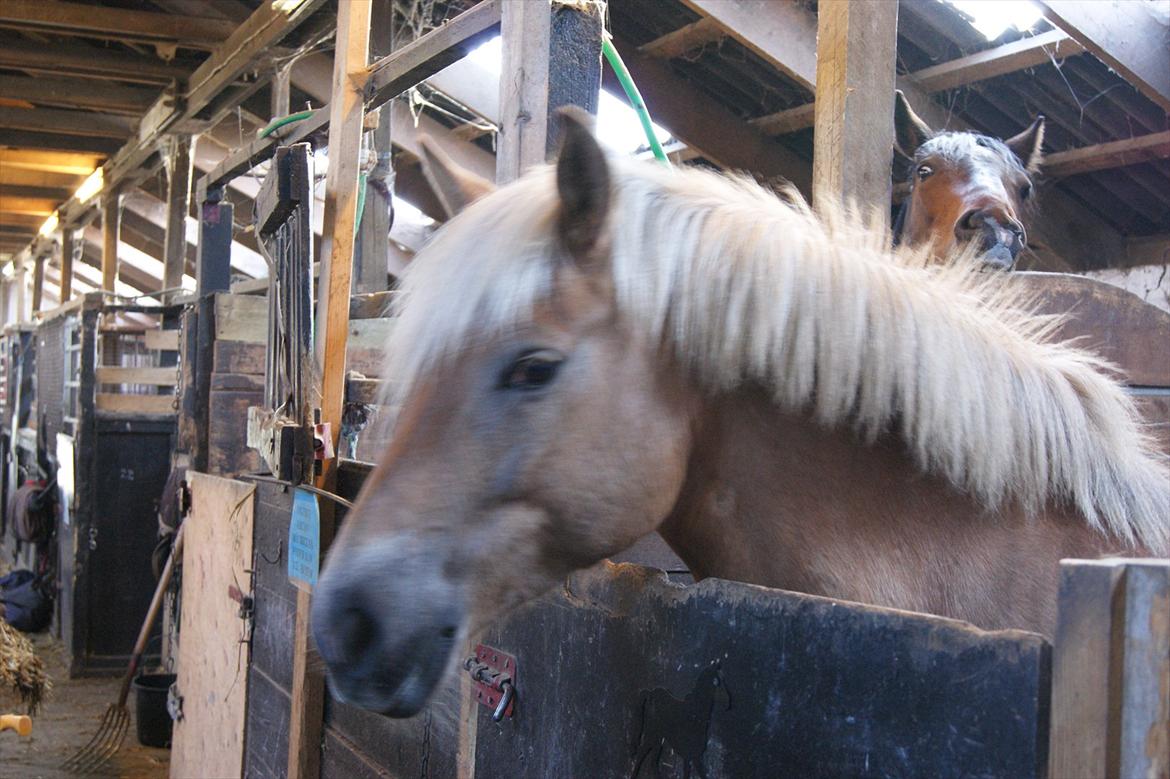 Haflinger Duchess! <3  billede 12