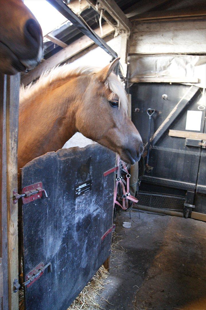 Haflinger Duchess! <3  - <3 billede 13