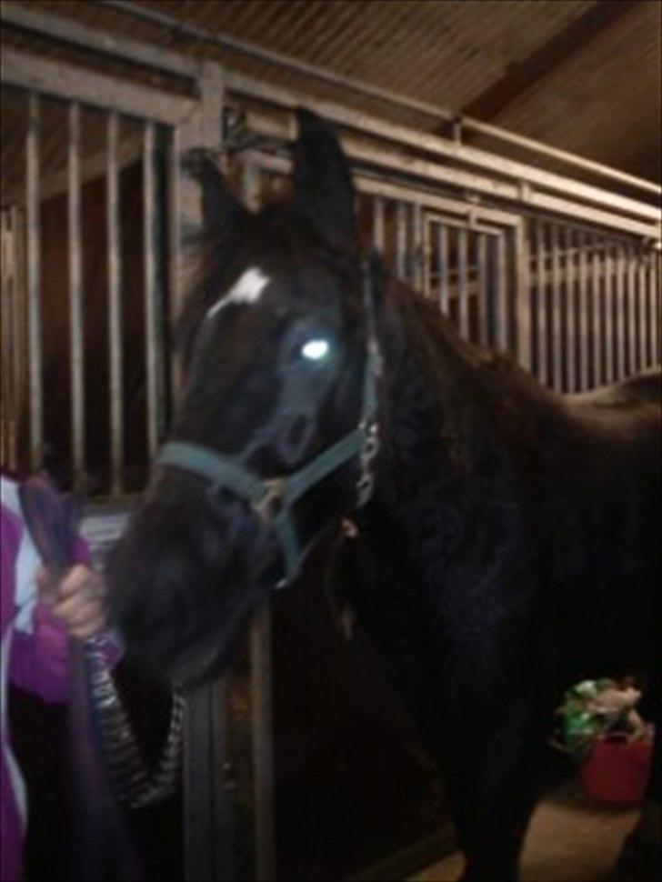 Anden særlig race Gypsy billede 10