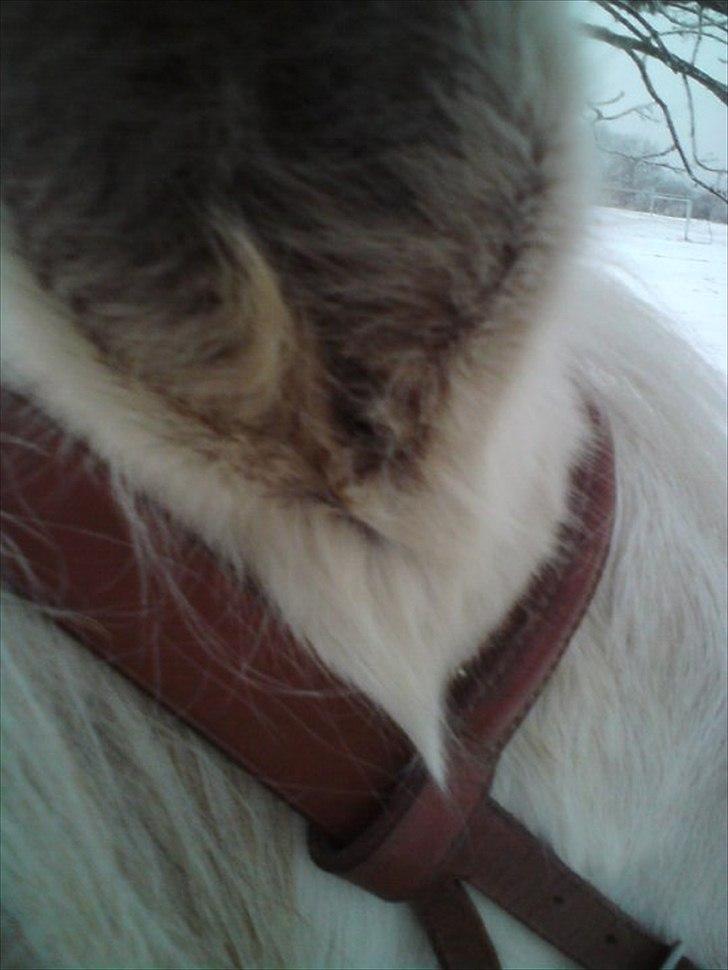 Anden særlig race Bella billede 2