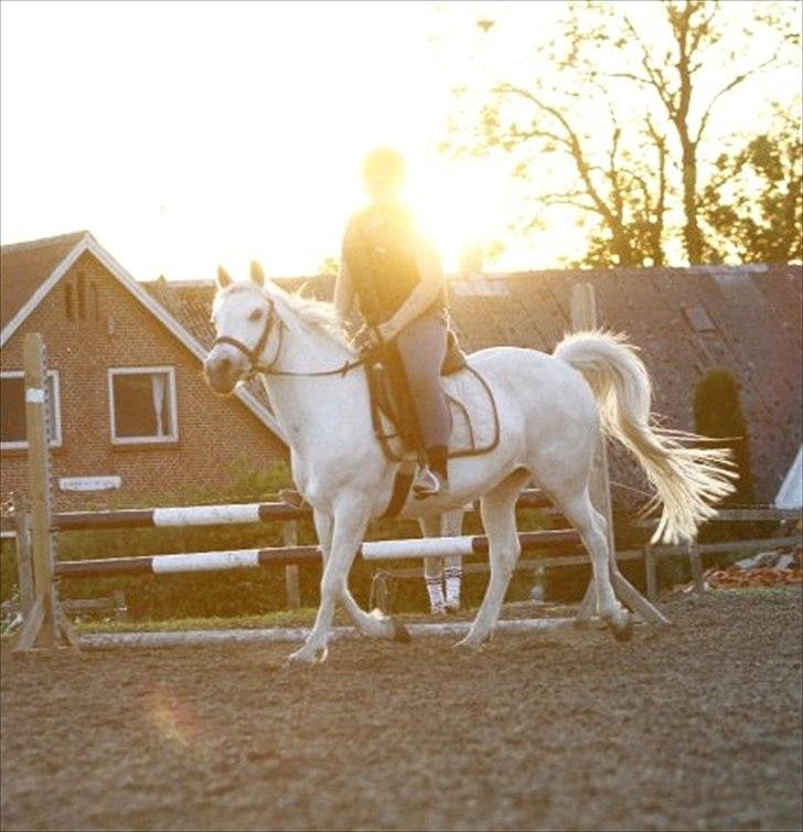 Anden særlig race Bella billede 1