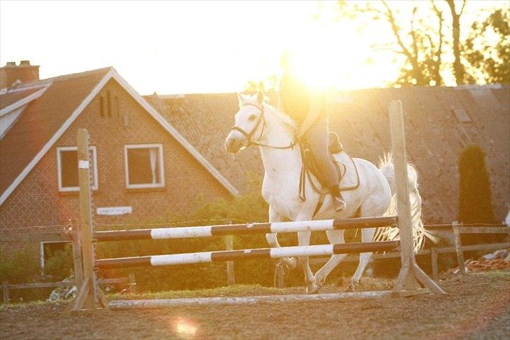 Anden særlig race Bella billede 3