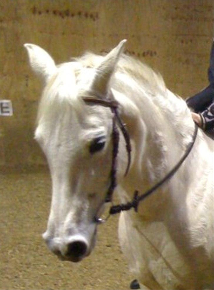 Anden særlig race Bella billede 4