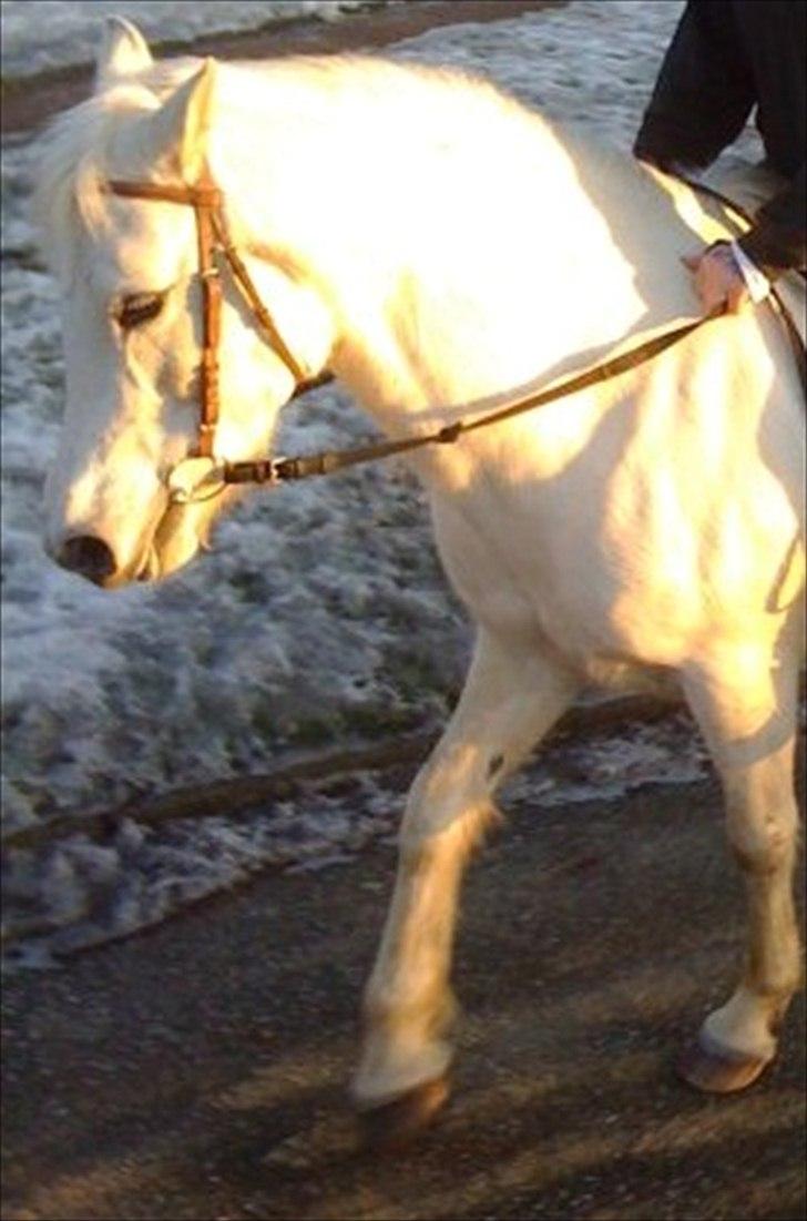 Anden særlig race Bella billede 5