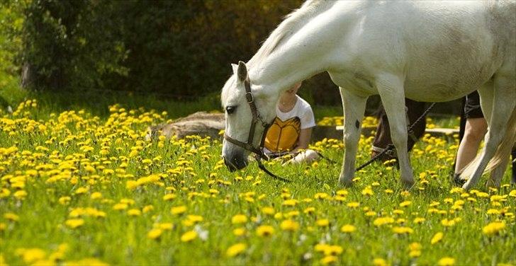 Anden særlig race Bella - Bella, Gaffa, Katrine og Anna der nyder sommervejeret. 09/10 billede 6