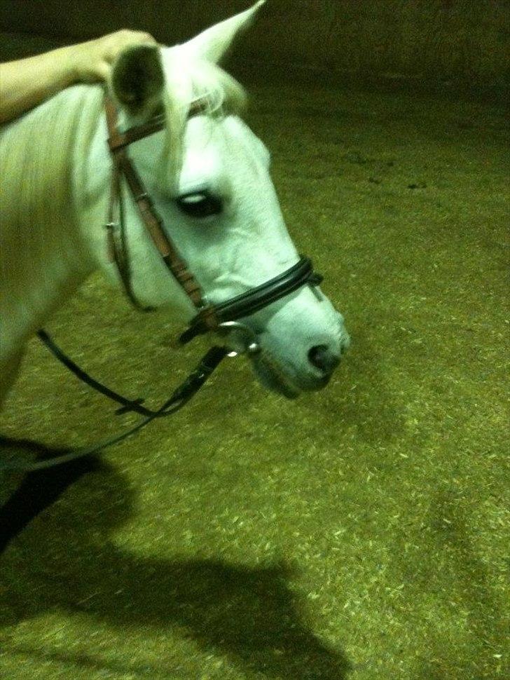 Anden særlig race Bella - "glade" bella billede 7