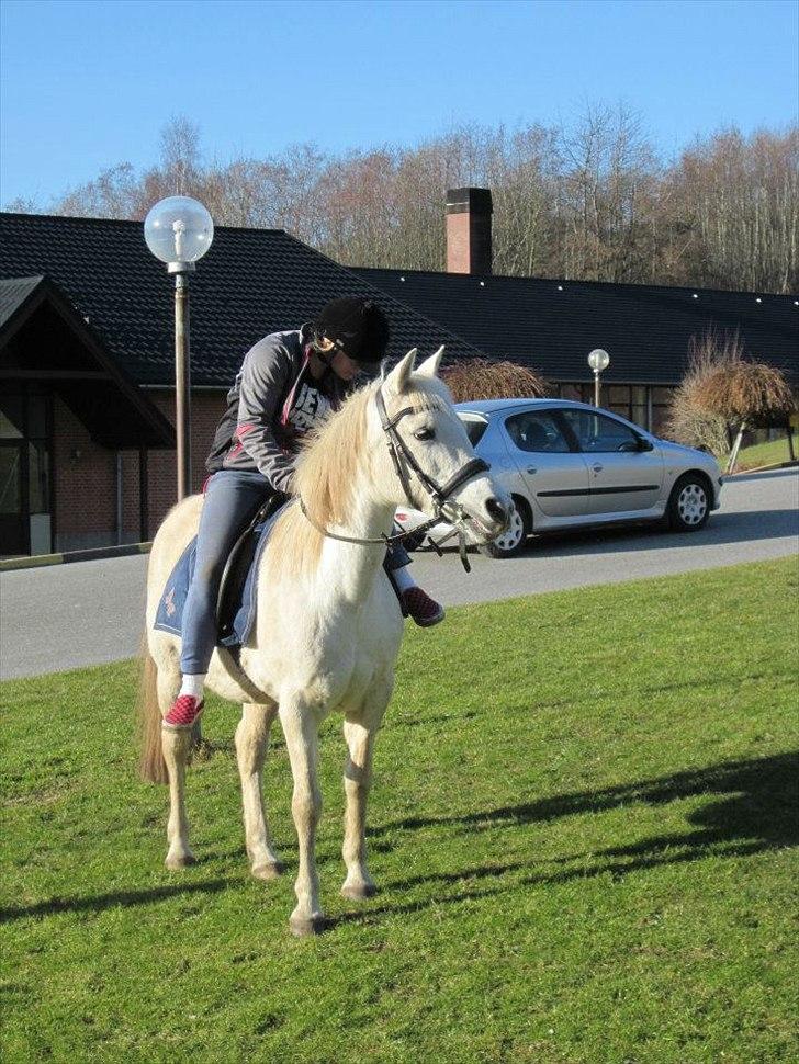 Anden særlig race Bella billede 8