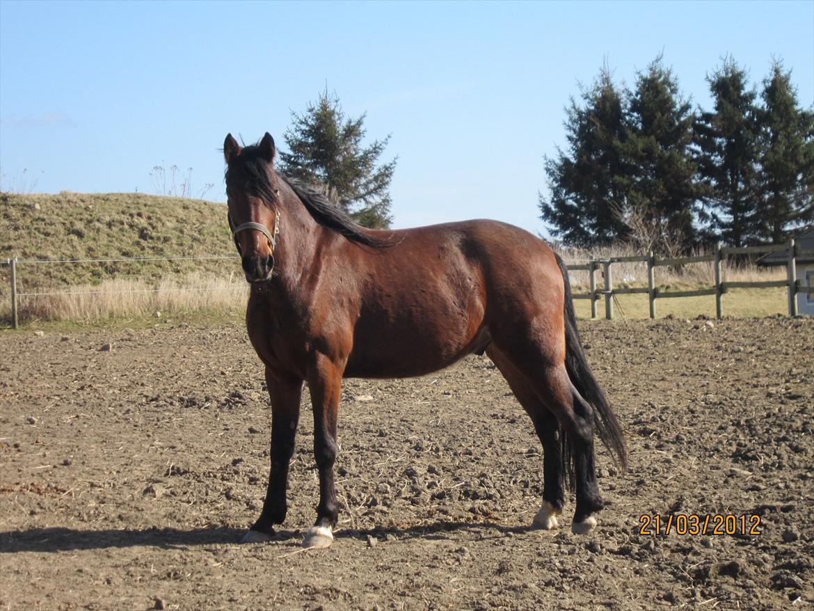 Traver Torak billede 11