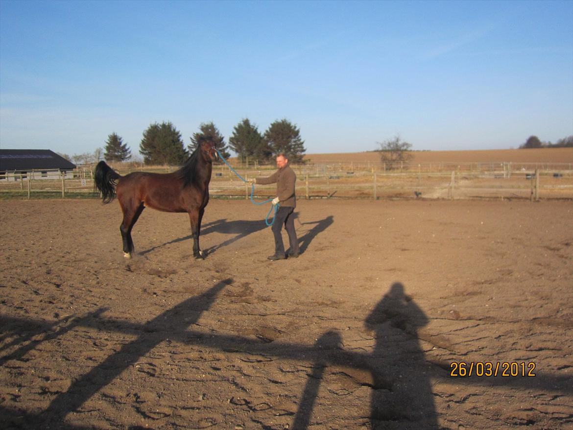 Traver Torak billede 12