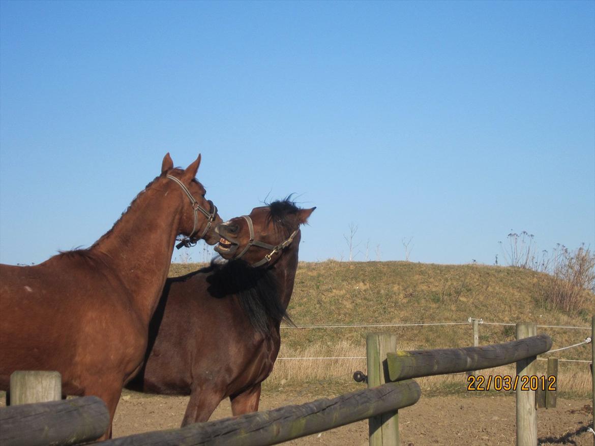 Traver Torak billede 13