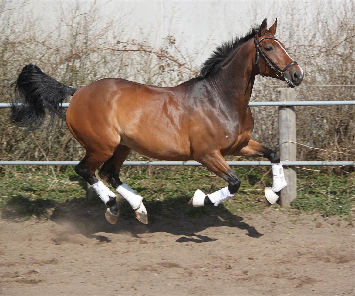 Dansk Varmblod Mirell - Mirell på jordefolden - Marts 2012 <3  billede 18