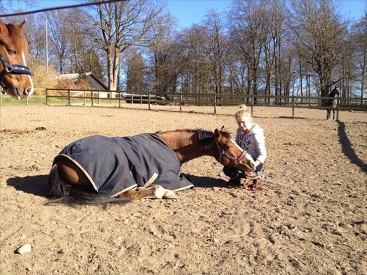 Belgisk Sportspony | Jacorde 'E' Van Het Juxschot - "The only way to make a horse trustworthy, is to trust it." billede 5
